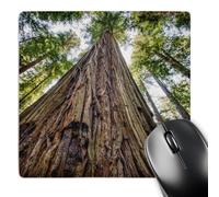 3dRose mp_208647_1 8" x 8" Roosevelt Grove Humboldt Redwoods State Park California Mouse Pad