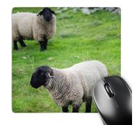 3dRose mp_209188_1 8" x 8" Suffolk Sheep Shetland Islands. Shetland Northern Isles Scotland. Mouse Pad
