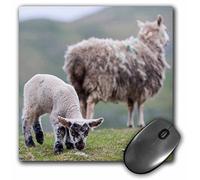 3dRose mp_209225_1 8" x 8" Scotland Shetland Sheep Hardy Breed. Mouse Pad