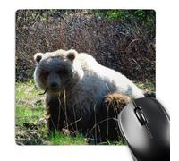 3dRose mp_21587_1 8 x 8-Inch Grizzly Bear Chewing on a Root in The Yukon Territory Mouse Pad