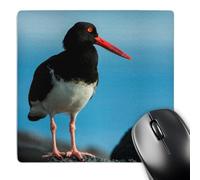 3dRose mp_228897_1 8" x 8" American Oystercatcher Galapagos Ecuador Mouse Pad