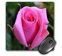 3dRose mp_25690_1 8 x 8-Inch Pretty Pink Rose Floral Mouse Pad