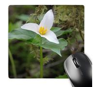 3dRose mp_257461_1 8" x 8" Canada British Columbia Cowichan Valley. Western Trillium Mouse Pad