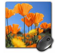 3dRose mp_259047_1 8" x 8" Bright Orange California Poppies California Usa Mouse Pad