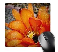 3dRose mp_32391_1 8 x 8-Inch Decorative Colorful Garden Classic Plant SW Southwest Desert Cactus red Orange rain Flower Macro Mouse Pad