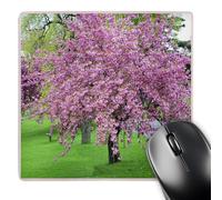 3dRose mp_39671_1 8 x 8-Inch Pink Cherry Blossom Tree On Green Grass Mouse Pad