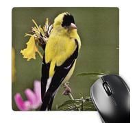 3dRose mp_48669_1 8 x 8 Wild Bird - Yellow Finch in Summer - Art for Your Home or Office Mouse Pad