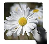 3dRose mp_51875_1 8 x 8 Pretty White Daisy - Flowers - Spring Photography Mouse Pad
