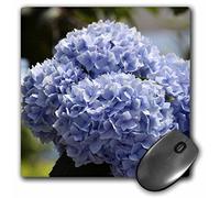 3dRose mp_56268_1 8 x 8 Pretty Blue Hydrangeas - Flowers - Floral Print Mouse Pad