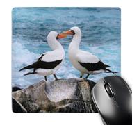3dRose mp_62401_1 8 x 8-Inch Pair of Albatross on Galapagos Island Mouse Pad