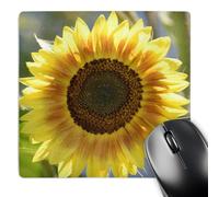 3dRose mp_63608_1 8 x 8-Inch Pretty Summer Sunflower - Floral Photography Mouse Pad