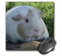 3dRose mp_6441_1 8 x 8-Inch Guinea Pig Photography by Angelandspot Mouse Pad