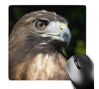 3dRose mp_70329_1 8 x 8-Inch USVI, St. Croix, Red-Tailed Hawk, Bird-Ca37 Ajn0035 - Alison Jones Mouse Pad
