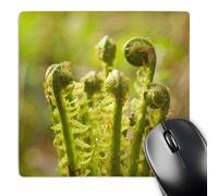 3dRose mp_71829_1 8 x 8-Inch Fiddleheads, Ferns, Stanley Park, British Columbia-Cn02 Pcl0273 - Paul Colangelo Mouse Pad