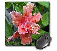 3dRose mp_72160_1 8 x 8-Inch Hibiscus Flowers, Antigua, West Indies, Caribbean-Ca03 Nto0084 - Nico Tondini Mouse Pad