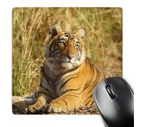 3dRose mp_75685_1 8 x 8-Inch Royal Bengal Tiger, Ranthambhor National Park, India-As10 Jra0308 - Jagdeep Rajput Mouse Pad