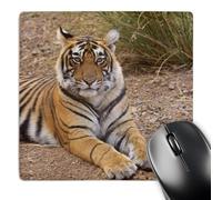 3dRose mp_75690_1 8 x 8-Inch Royal Bengal Tiger, Grassland, Ranthambhor Np, India-As10 Jra0317 - Jagdeep Rajput Mouse Pad