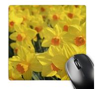 3dRose mp_82331_1 8 x 8-Inch Netherlands Keukenhof Garden Daffodil Flowers - Eu20 Len0092 - Lisa S. Engelbrecht Mouse Pad