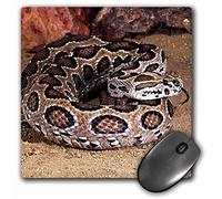 3dRose mp_83955_1 8 x 8-Inch Russells Viper Snake - Na02 Dno0441 - David Northcott Mouse Pad