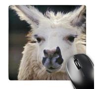 3dRose mp_84071_1 8 x 8-Inch Portrait of a Llama Wildlife - Na02 Jmi0015 - Janis Miglavs Mouse Pad