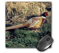 3dRose mp_84165_1 8 x 8-Inch Ring-Necked Pheasant, Bird - Na02 Pwa0010 - Patrick J. Wall Mouse Pad