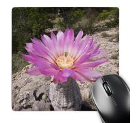 3dRose mp_84532_1 8 x 8-Inch Lace Cactus Succulent Blooms, Hill Country, Texas - Na02 Rnu0651 - Rolf Nussbaumer Mouse Pad