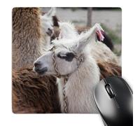 3dRose mp_85281_1 8 x 8-Inch Argentina, Jujuy, Tilcara, Llama - Sa01 Jri0112 - Jutta Riegel Mouse Pad