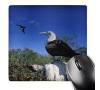 3dRose mp_86428_1 8 x 8-Inch Galapagos Islands, Blue-Footed Boobie - Sa07 Pso0005 - Paul Souders Mouse Pad