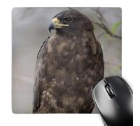 3dRose mp_86439_1 8 x 8-Inch Galapagos Islands Np, Isabella, Galapagos Hawk - Sa07 Pso0091 - Paul Souders Mouse Pad