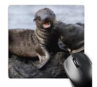 3dRose mp_86440_1 8 x 8-Inch Galapagos Islands Np, Isabella Island, Sea Lion Pup - Sa07 Pso0092 - Paul Souders Mouse Pad