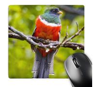 3dRose mp_87148_1 8 x 8-Inch Costa Rica, Rio Savegre, Collared Trogon Bird - Sa22 Bja0010 - Jaynes Gallery Mouse Pad