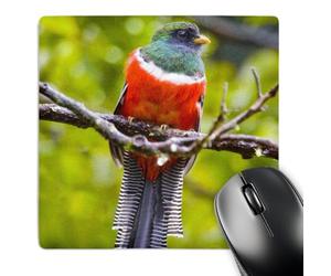 3dRose mp_87148_1 8 x 8-Inch Costa Rica, Rio Savegre, Collared Trogon Bird - Sa22 Bja0010 - Jaynes Gallery Mouse Pad