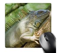 3dRose mp_87257_1 8 x 8-Inch Costa Rica, Green Iguana Lizard - Sa22 Mwi00 - Mark Williford Mouse Pad