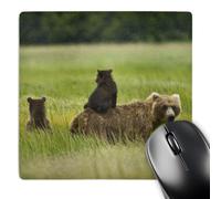 3dRose mp_87419_1 8 x 8-Inch Alaska, Lake Clark National Park, Grizzly Bears - Us02 Bth0016 - Brenda Tharp Mouse Pad