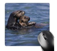 3dRose mp_88467_1 8 x 8-Inch California Sea Otter, Moss Landing, California - Us05 Jgs0199 - Jim Goldstein Mouse Pad