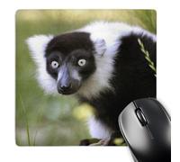 3dRose mp_88644_1 8 x 8-Inch Lemur at The Sacramento Zoo, California - Us05 Tau0066 - Tananarive Aubert Mouse Pad