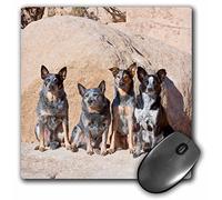 3dRose mp_88793_1 8 x 8-Inch Four Australian Cattle Dogs - Us05 Zmu0109 - Zandria Muench Beraldo Mouse Pad