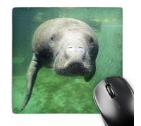 3dRose mp_89158_1 8 x 8-Inch USA, Florida, Key West, Manatee - Us10 Gjo0382 - Greg Johnston Mouse Pad