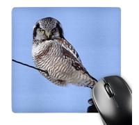 3dRose mp_91321_1 8 x 8-Inch Northern Hawk Owl Perched on a Wire - Us24 Bfr0109 - Bernard Friel Mouse Pad