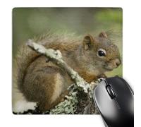 3dRose mp_91442_1 8 x 8-Inch Red Squirrel, Kab-Ash Trail, Voyageurs Np, Mn - Us24 Rkl0032 - Raymond Klass Mouse Pad