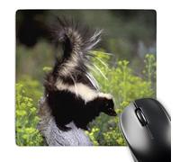 3dRose mp_92145_1 8 x 8-Inch North America, USA, Montana. Skunk Wildlife - Us27 Tve0004 - Tom Vezo Mouse Pad