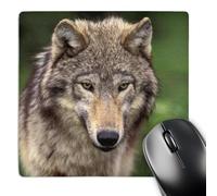 3dRose mp_92147_1 8 x 8-Inch North America, USA, Montana. Wolf Wildlife - Us27 Tve0006 - Tom Vezo Mouse Pad