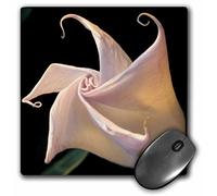 3dRose mp_92675_1 8 x 8-Inch Datura Plant Flora, Santa Fe, New Mexico - Us32 Jmr0452 - Julien McRoberts Mouse Pad