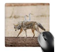 3dRose mp_92854_1 8 x 8-Inch New Mexico, Socorro, Coyote Wildlife - Us32 Ldi0018 - Larry Ditto Mouse Pad