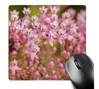 3dRose mp_93103_1 8 x 8-Inch North Carolina, Swamp Milkweed Flora - Us33 Jwl0002 - Joanne Wells Mouse Pad