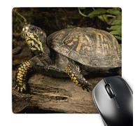 3dRose mp_94188_1 8 x 8-Inch Eastern Box Turtle, Central Pennsylvania - Us39 Jmc0017 - Joe and Mary Ann McDonald Mouse Pad