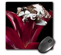 3dRose mp_94208_1 8 x 8-Inch Amazon Milk Frog - Us39 Jmc0057 - Joe and Mary Ann McDonald Mouse Pad