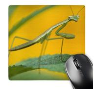 3dRose mp_94224_1 8 x 8-Inch Praying Mantis Insect, Pennsylvania, USA - Us39 Rkl0020 - Raymond Klass Mouse Pad