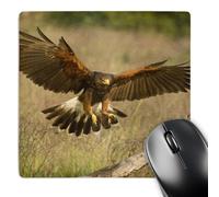 3dRose mp_94363_1 8 x 8-Inch Texas, Rio Grande Valley, Harris Hawk Bird - Us44 Bja0012 - Jaynes Gallery Mouse Pad