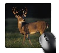 3dRose mp_94585_1 8 x 8-Inch White-Tailed Deer, Choke Canyon Sp, Texas - Us44 Rnu0292 - Rolf Nussbaumer Mouse Pad
